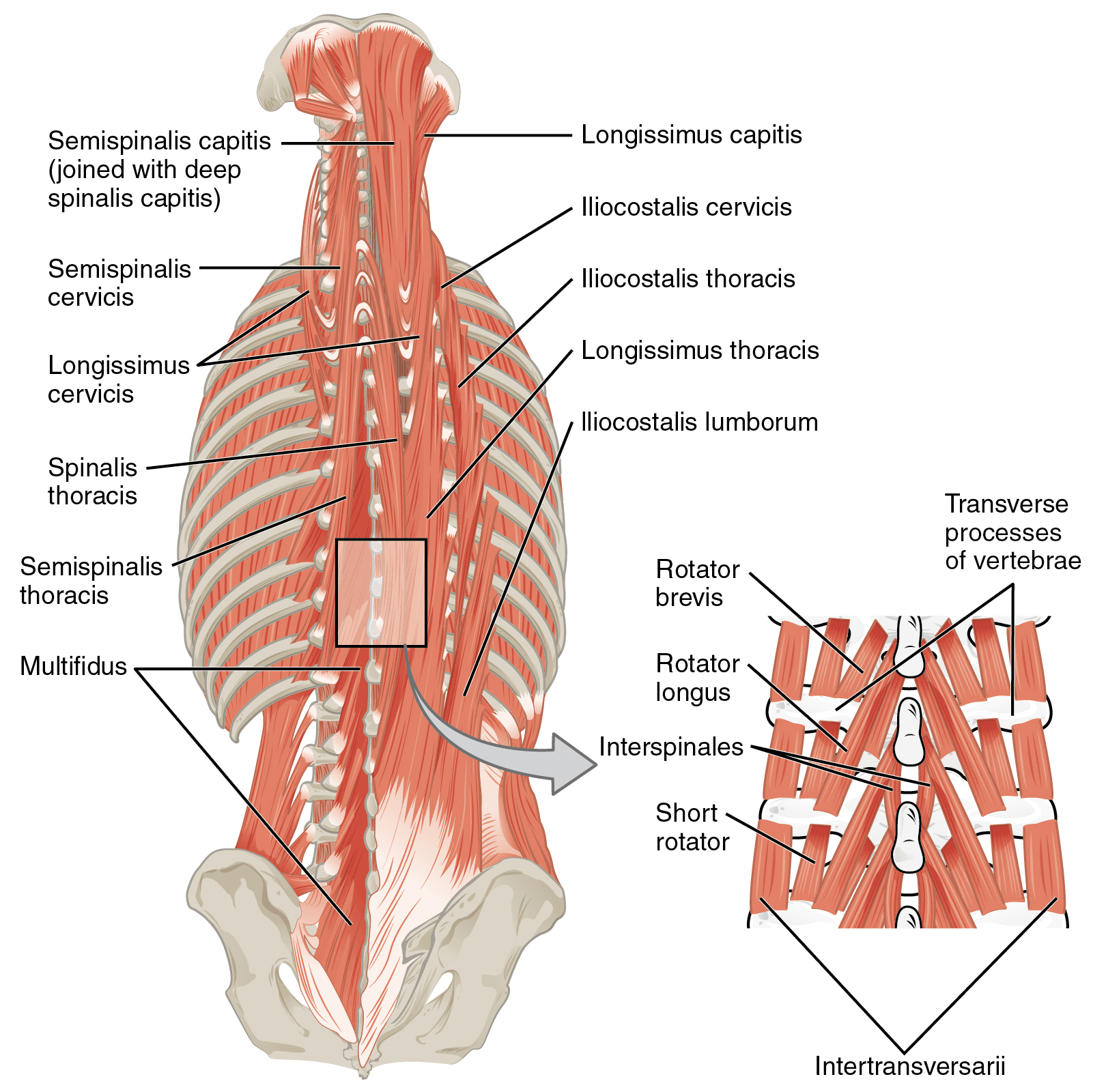 Anatomy illustration highlighting muscles of the back
